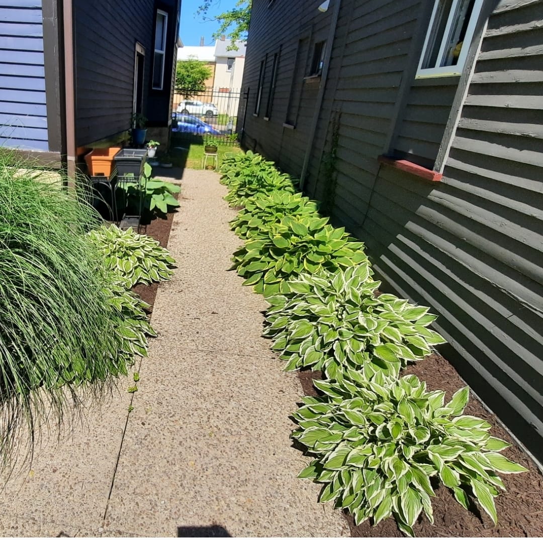 Yard Cleanup